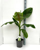 Musa basjoo Japanese hardy Banana plants 5 Litre large pots Gift-wrap available Musa basjoo Japanese hardy Banana plants 5 Litre large pots Gift-wrap available