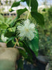 Myrtle bushes 2 & 5 Litre pots. RHS AGM. Myrtle bushes 2 & 5 Litre pots. RHS AGM.