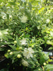 Myrtle bushes 2 & 5 Litre pots. RHS AGM. Myrtle bushes 2 & 5 Litre pots. RHS AGM.