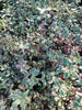 pittosporum bannow bay pittosporum bannow bay