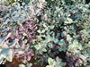 pittosporum bannow bay pittosporum bannow bay
