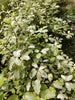 Pittosporum Irene Paterson RHS AGM Pittosporum Irene Paterson RHS AGM