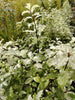 Pittosporum Irene Paterson RHS AGM Pittosporum Irene Paterson RHS AGM