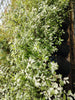 Pittosporum Irene Paterson RHS AGM Pittosporum Irene Paterson RHS AGM