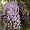 Pink Rosea Japanese Wisteria Hon-beni plants Pink Rosea Japanese Wisteria Hon-beni plants