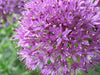 Allium Purple Sensation 4 litre pots COLLECTION ONLY NOW PLEASE