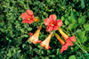 Trumpet Vine's Campsis Madame Galen 4-5ft large plants Trumpet Vine's Campsis Madame Galen 4-5ft large plants