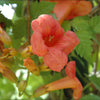 Trumpet Vine's Campsis Madame Galen 4-5ft large plants Trumpet Vine's Campsis Madame Galen 4-5ft large plants