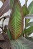 Canna Lily 'Eric Neubert' 5 Litre large potted plants Canna Lily 'Eric Neubert' 5 Litre large potted plants