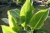 Canna Lily Pretoria Tropicanna Gold Potted plants