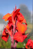 Canna Lily 'Eric Neubert' 5 Litre large potted plants Canna Lily 'Eric Neubert' 5 Litre large potted plants