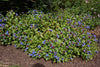 Hardy Plumbago 5 litre pots. Hardy Plumbago 5 litre pots.
