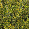 Euonymus Aureus Evergreen Japanese hedge 5 Litre pot bushes Euonymus Aureus Evergreen Japanese hedge 5 Litre pot bushes