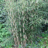 Campbell clumping bamboo hedging screening 6-9ft plants Campbell clumping bamboo hedging screening 6-9ft plants