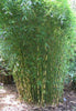 Campbell clumping bamboo hedging screening 6-9ft plants Campbell clumping bamboo hedging screening 6-9ft plants