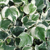 Gloire de Marengo evergreen variegated Ivy Large plants 150cm tall plants Gloire de Marengo evergreen variegated Ivy Large plants 150cm tall plants