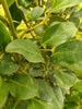 Griselinia 15 litre pots Hedging 90-120cm plants