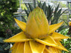 Golden Lotus Banana Musella Chinese Musa plants
