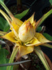 Golden Lotus Banana Musella Chinese Musa plants Golden Lotus Banana Musella Chinese Musa plants