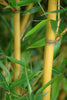 Golden Crookstem Bamboos Hedging Screening 8ft-10ft plants Golden Crookstem Bamboos Hedging Screening 8ft-10ft plants