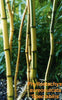 Green Groove Bamboos Plants Hedging Screening 8ft-10ft plants Green Groove Bamboos Plants Hedging Screening 8ft-10ft plants