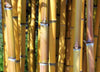 Golden Crookstem Bamboos Hedging Screening 8ft-10ft plants Golden Crookstem Bamboos Hedging Screening 8ft-10ft plants