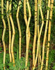 Green Groove Bamboos Plants Hedging Screening 8ft-10ft plants Green Groove Bamboos Plants Hedging Screening 8ft-10ft plants