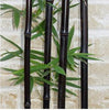 Black stemmed Clumping Bamboo 6-9ft Plants Black stemmed Clumping Bamboo 6-9ft Plants