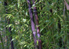 Black stemmed Clumping Bamboo 6-9ft Plants Black stemmed Clumping Bamboo 6-9ft Plants