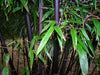 Black stemmed Bamboo Plants