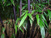 Black stemmed Clumping Bamboo 6-9ft Plants Black stemmed Clumping Bamboo 6-9ft Plants