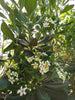 Japanese Pittosporum Evergreen Mock Orange Hedging Shrubs Japanese Pittosporum Evergreen Mock Orange Hedging Shrubs