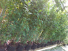 Bay Hedging Plants 4-6ft evergreen plants Bay Hedging Plants 4-6ft evergreen plants