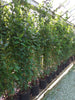 Rows of evergreen bay hedging plants in black pots, arranged outdoors, likely for sale. Rows of evergreen bay hedging plants in black pots, arranged outdoors, likely for sale.