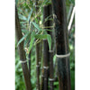 Black stemmed Bamboo Plants