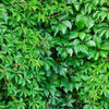 American Virginia Creeper Cover walls American Virginia Creeper Cover walls