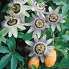Passion flower Passiflora climbing plants Passion flower Passiflora climbing plants
