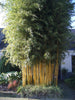 Green Groove Bamboos Plants Hedging Screening 8ft-10ft plants Green Groove Bamboos Plants Hedging Screening 8ft-10ft plants