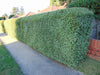 Cratus Hedging Pittosporum screening potted >180cm evergreen plants Cratus Hedging Pittosporum screening potted >180cm evergreen plants