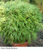 Green Panda Fountain clumping Bamboo Rufa 4ft plants 15 Litre large pots Green Panda Fountain clumping Bamboo Rufa 4ft plants 15 Litre large pots