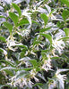 Sweet Box Sarcococca Scented flowers 5 Litre large pots Sweet Box Sarcococca Scented flowers 5 Litre large pots