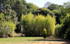 Green Groove Bamboos Plants Hedging Screening 8ft-10ft plants Green Groove Bamboos Plants Hedging Screening 8ft-10ft plants