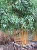 Golden Crookstem Bamboos Hedging Screening 8ft-10ft plants Golden Crookstem Bamboos Hedging Screening 8ft-10ft plants