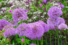 Allium Purple Sensation 4 litre pots COLLECTION ONLY NOW PLEASE
