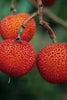 Strawberry Tree evergreen bushes 5 Litre large pots Strawberry Tree evergreen bushes 5 Litre large pots