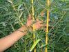 Golden Crookstem Bamboos Hedging Screening 8ft-10ft plants Golden Crookstem Bamboos Hedging Screening 8ft-10ft plants