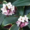 Daphne odora Aureomarginata Scented flowers 5 Litre large pots Daphne odora Aureomarginata Scented flowers 5 Litre large pots
