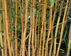 Golden Crookstem Bamboos Hedging Screening  8ft/10ft plants