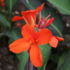 Canna Lily 'Eric Neubert' 5 Litre large potted plants Canna Lily 'Eric Neubert' 5 Litre large potted plants