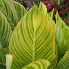Canna Lily Pretoria Tropicanna Gold Mature potted plants Canna Lily Pretoria Tropicanna Gold Mature potted plants
